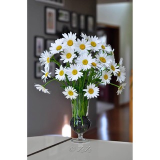 Hạt Giống Hoa Cúc Họa Mi Trắng
