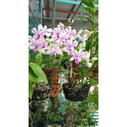 Lan denro dáng xưa cây tơ sắp hoa