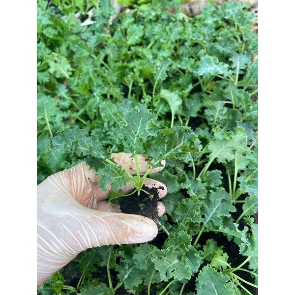 COMBO 2 KALE XOĂN XANH CÂY CON