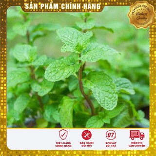 Hạt giống Rau Húng Lủi ( húng bạc hà ta)