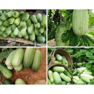 Hạt giống Dưa Chuột Mèo (Thái Lan) 1gr