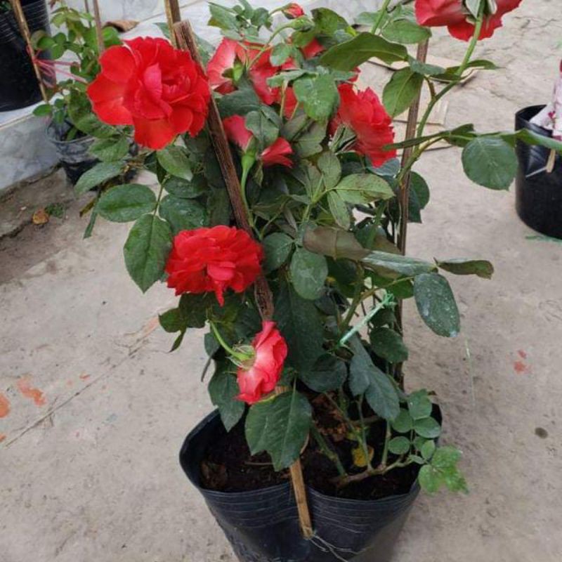 Cây Hồng Lửa Sa Đéc