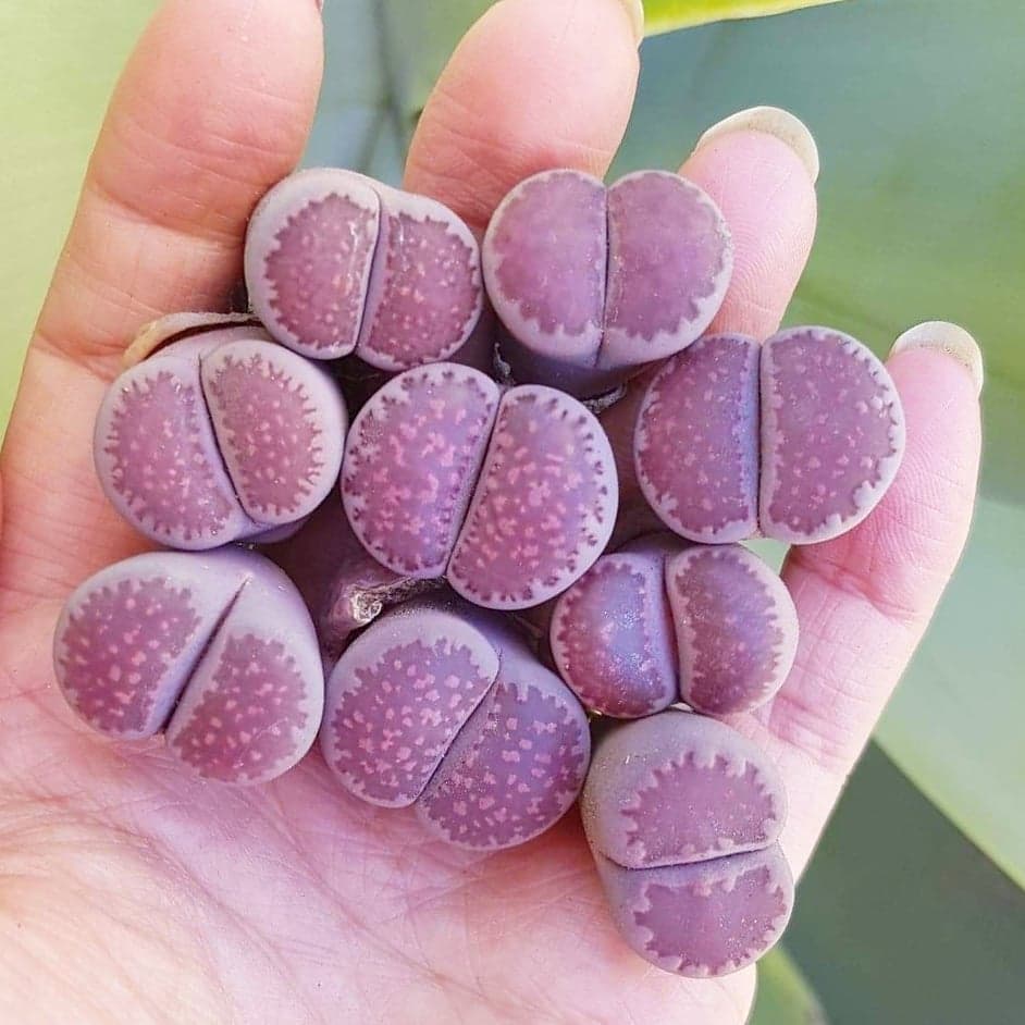 Mua 10 tặng 1- LITHOPS TÍM DÒNG SATO'S VIOLET, SEN ĐÁ MÔNG TIM SIZE 1-1,5CM