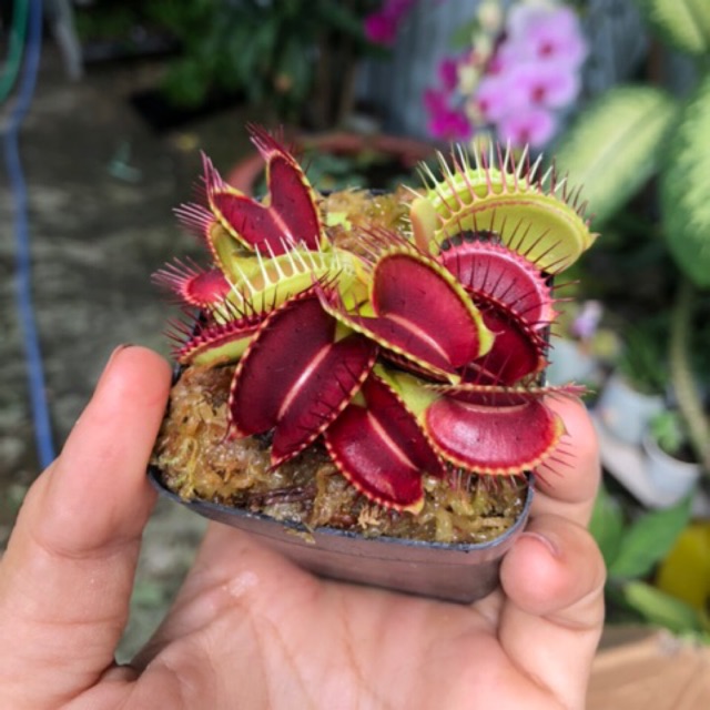 Chậu cây bẫy kẹp bắt mồi - Venus Flytrap