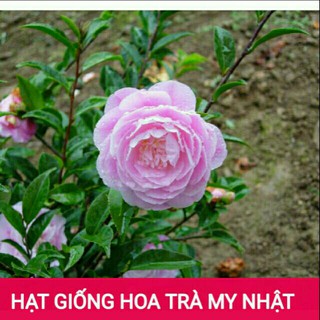 5 Hạt giống hoa Trà My Nhật 