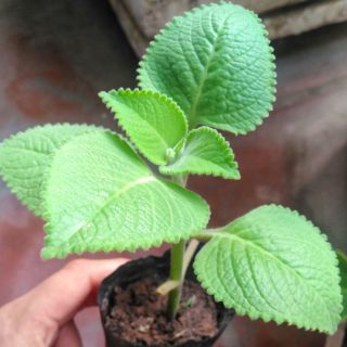 Cây húng chanh trị ho 8k/cây