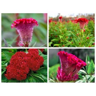 Hạt Giống Hoa Mào Gà Lửa Đỏ