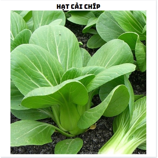 Hạt giống rau cải chíp (cải thìa - cải chít)