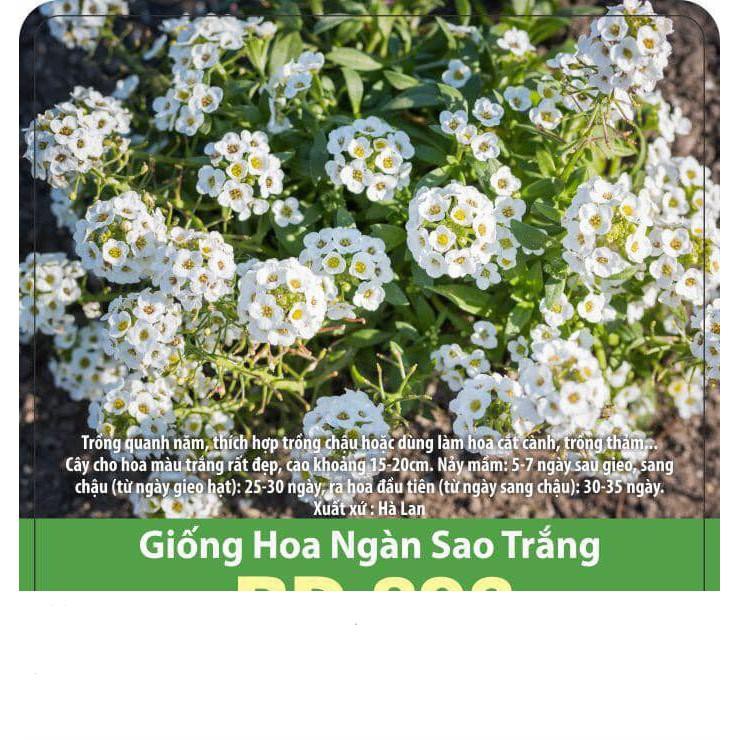 Hạt Giống Hoa Ngàn Sao Trắng