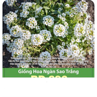Hạt Giống Hoa Ngàn Sao Trắng
