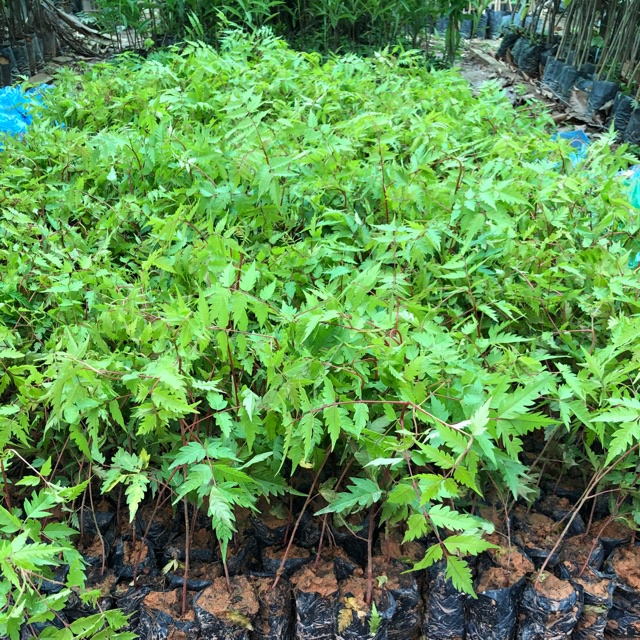 CÂY GIỐNG XOAN ĐÀO