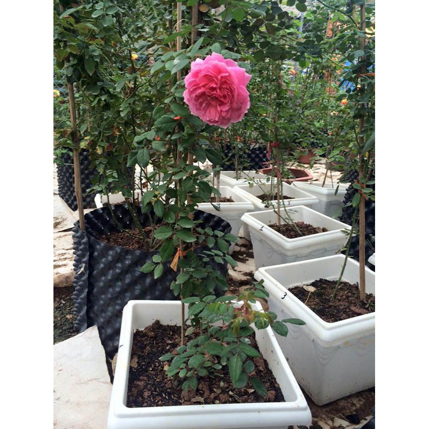 RYNAN FLOWERMATE 240 hũ 150gr - NPK 14-14-14+TE dùng vào giai đoạn cây trưởng thành giúp cây phát triển toàn diện