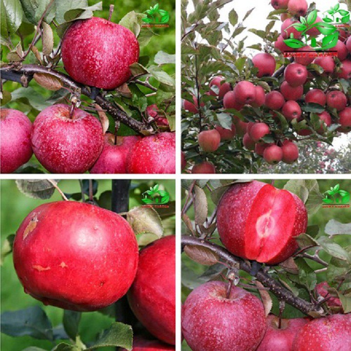 Cây táo đỏ lùn f1 trồng chậu bonsai SIEU RẺ