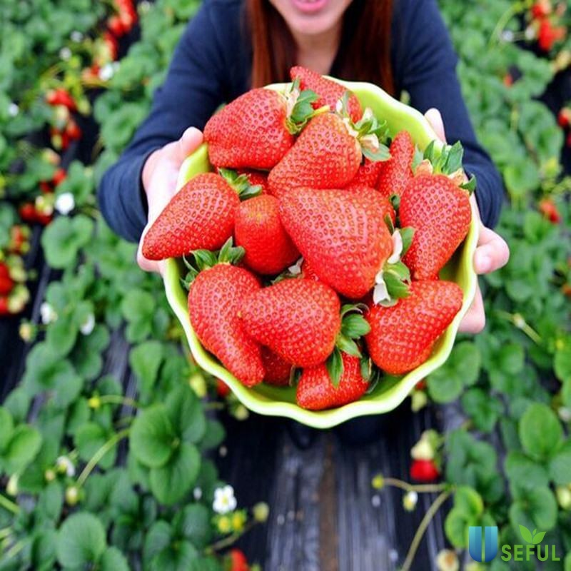 HẠT GIỐNG DÂU TÂY KHỔNG LỒ Strawberry Red - dâu tây - 50 hạt