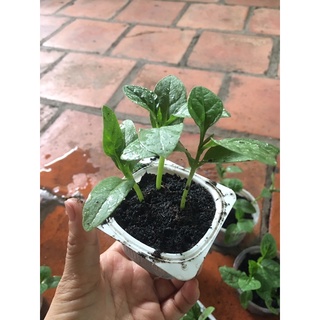 Cây mồng tơi giống