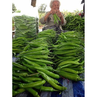 HẠT GIỐNG ỚT XANH ONAK THÁI LAN
