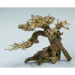 CÂY LỦA BONSAI KHÔ CÓ TÁN 16x8x16cm