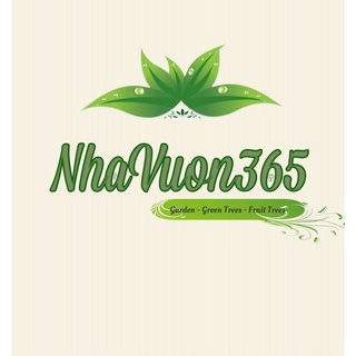 Cây giống Lê vàng