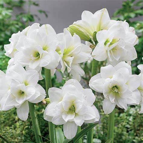 Amaryllis Alfreshco(Lan huệ tây, hoa loa kèn tây)