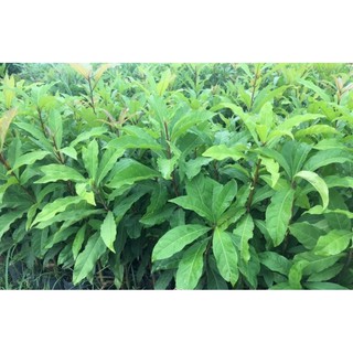 Cây Lộc vừng, chiều cao 80cm (FreeShip)
