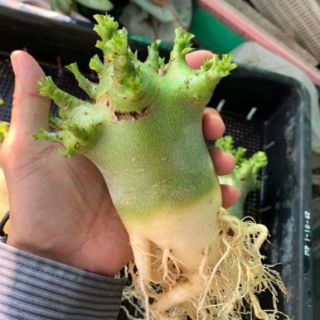 Gói 10 Hạt sứ thái Kim tự tháp