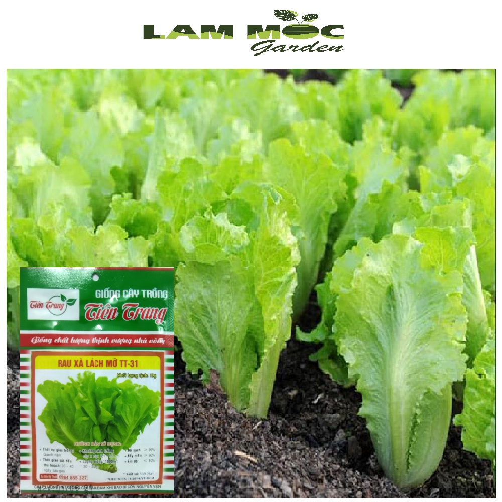Hạt Giống Xà Lách Mỡ TT31 Gói 10gr