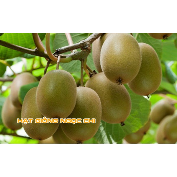 Hạt Giống Quả Kiwi (Hạt Giống Ngọc Chi) - 30 Hạt