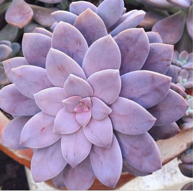 SEN ĐÁ HỒNG DĨA