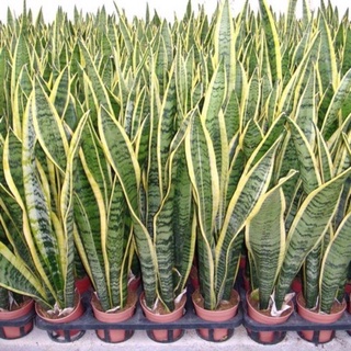 Cây lưỡi Hổ