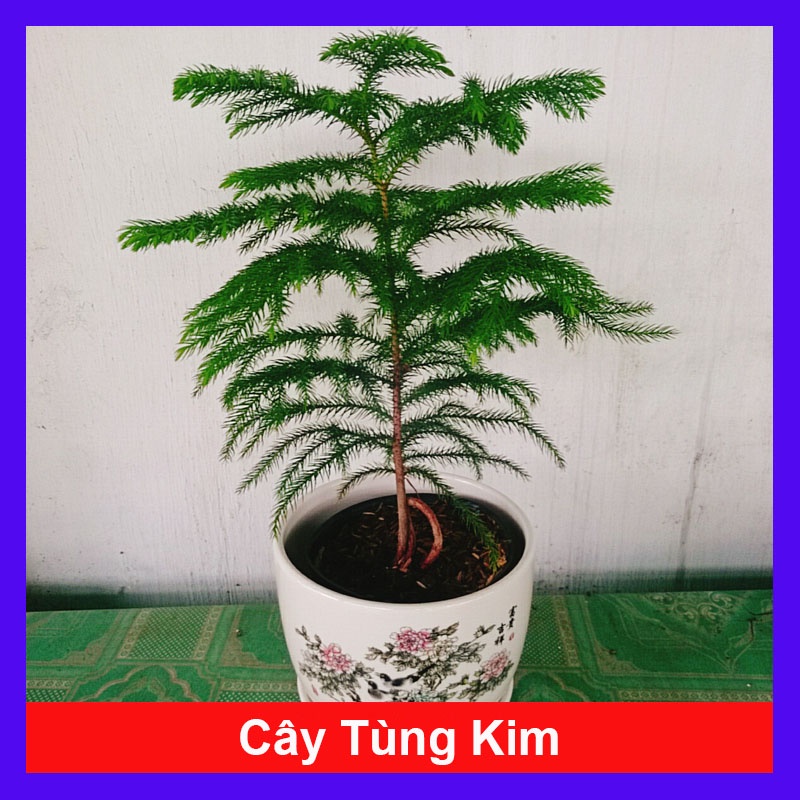 Cây Tùng Kim - Cây cảnh mini để bàn