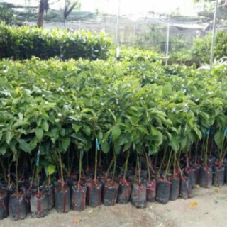 Giống bơ sáp 034 siêu quả
