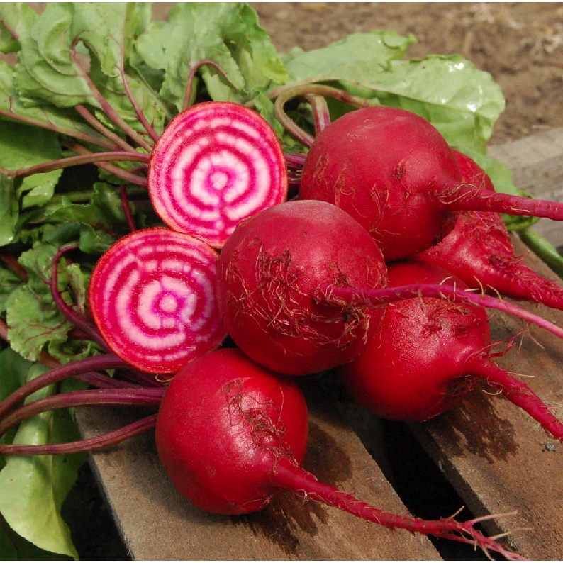 Hạt giống củ dền đỏ cầu vồng Chioggia siêu ngọt - tỷ lệ nảy mầm 90%