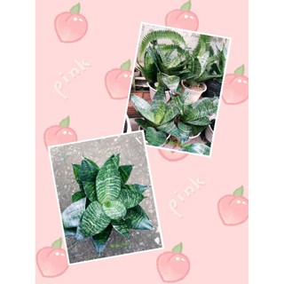 Cây lưỡi hổ lùn