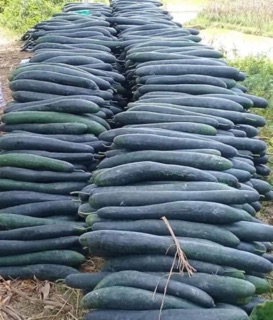 1kg Trà Bí đao sấy khô