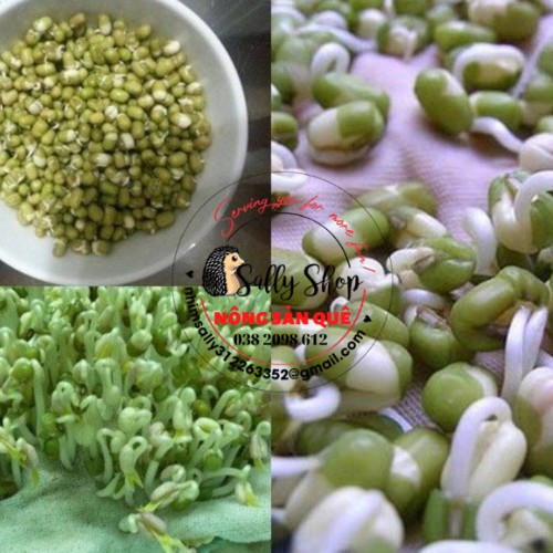 1kg Đậu Xanh Nguyên Hạt Sạch - Nông Sản Quê - Đỗ Xanh Còn Vỏ, Đỗ Xanh Sạch Không Chất Bảo Quản Làm Giá, Chè, Bánh