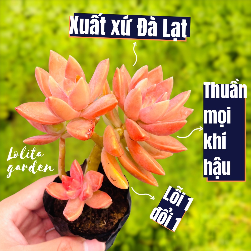 Sen đá đá đỏ cổ thụ Đà Lạt size bé cây cảnh trang trí nhà cửa Lolita garden