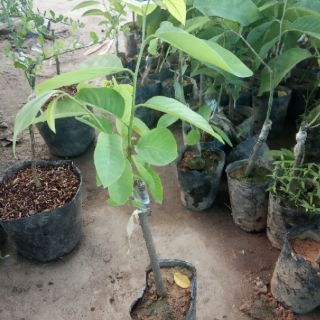 Cây na dứa Đài Loan