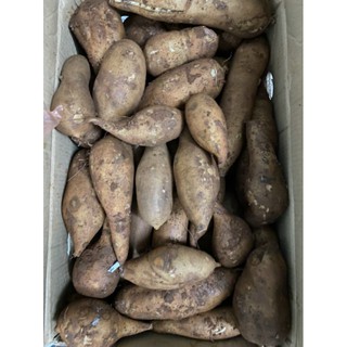 Khoai sâm đất y tý 1kg