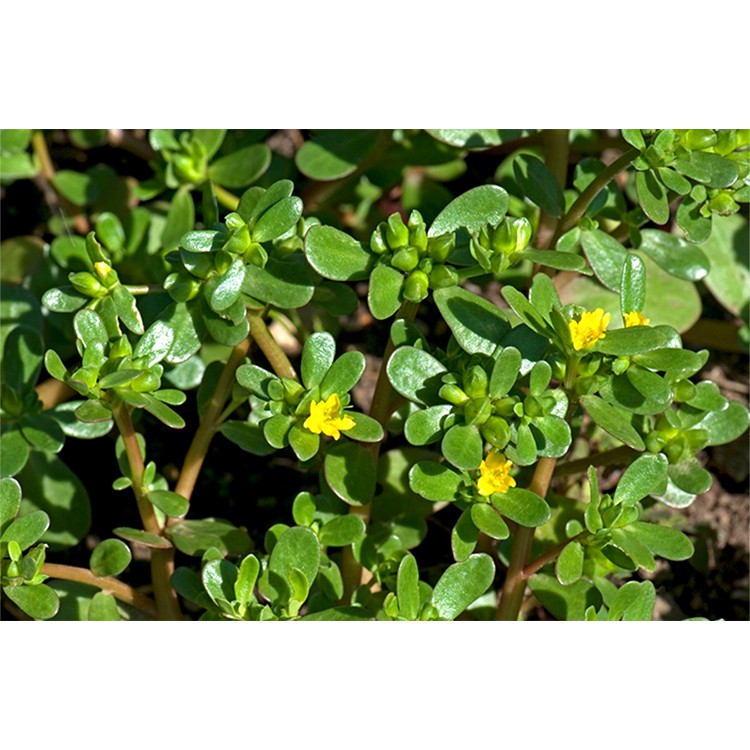 Hạt Giống Rau Sam Giàu Dinh Dưỡng  -