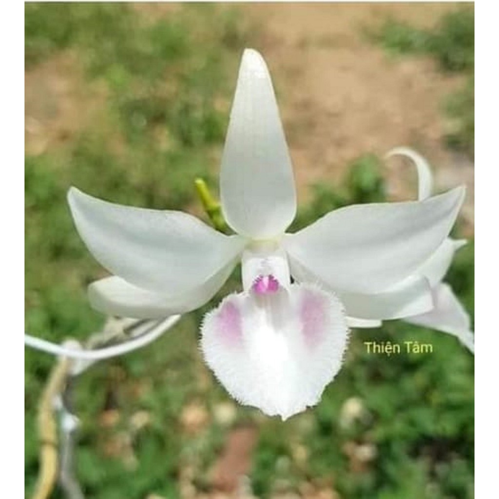 Cốc phi điệp 5 cánh trắng THIỆN TÂM (5ct)- hàng CẤY MÔ - hoa TÙY DUYÊN - hoa siêu đẹp