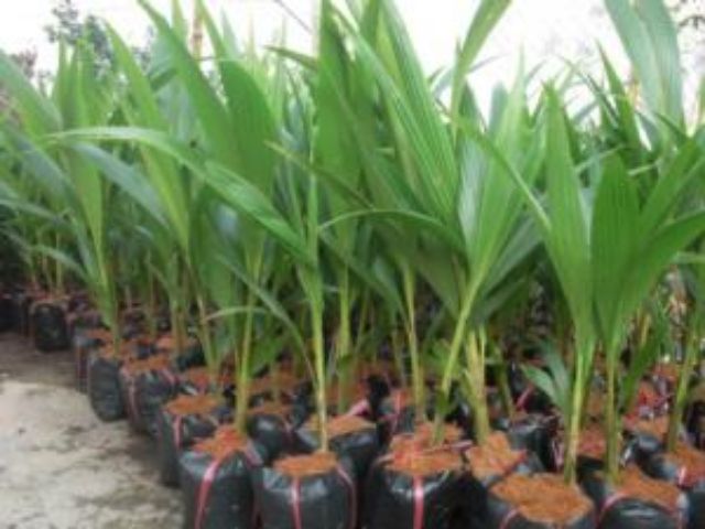 Cây dừa xiêm dây