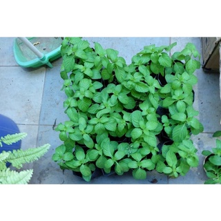 Bạc hà Pháp(mint) vị the mát cây lớn nhiều nhánh