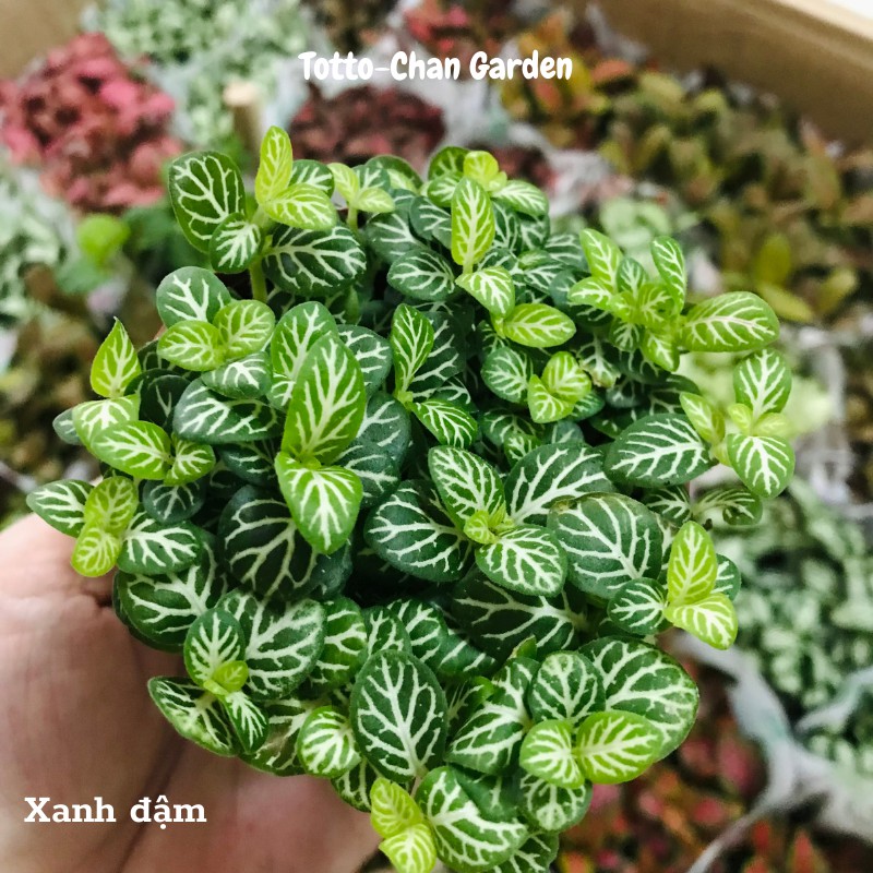 Cây cẩm nhung may mắn đủ mầu