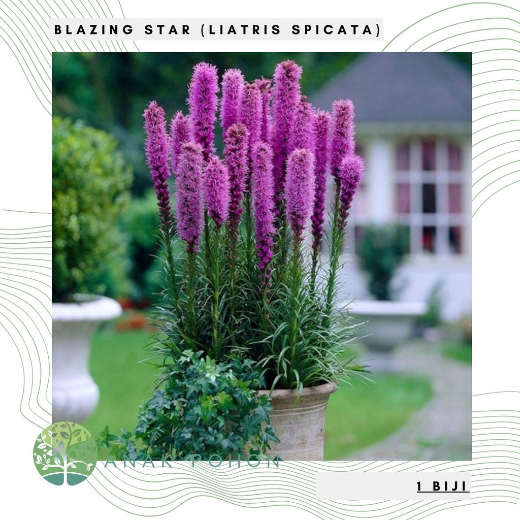 hạt giống hoa Liatris spicata nhập khẩu đức 50h