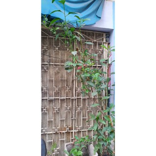 Cây m.ậ.t g.ấ.u. (cây lá đắng)
