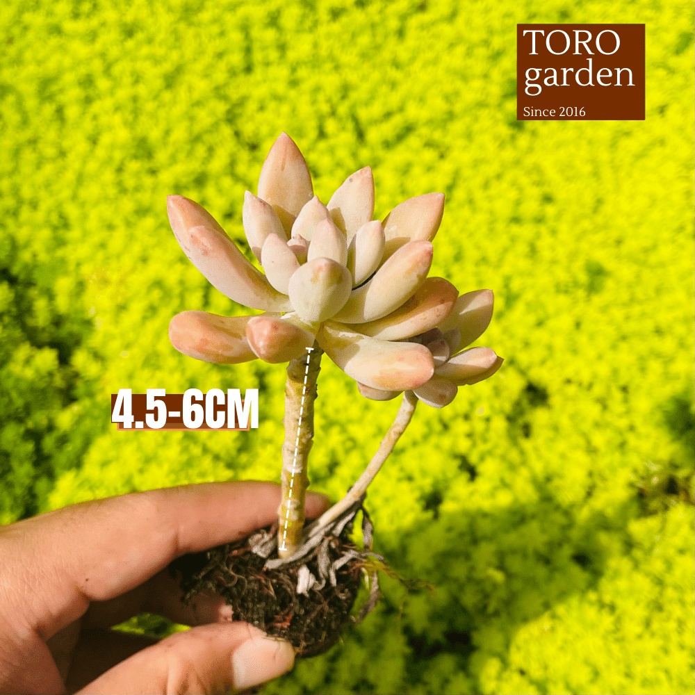 Sen đá pha lê cổ thụ Đà Lạt size mini cây cảnh trang trí nhà cửa Toro garden