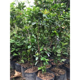 Cherry brazil chịu nhiệt