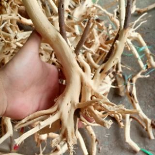 Lũa thủy sinh - hải sơn quỳ