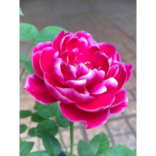 hoa hồng marie 3D