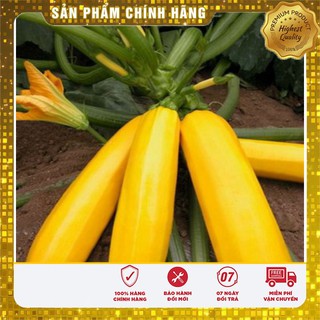 Hạt giống bí ngồi vàng, bí ngòi vàng gói 10 hạt hat giong bi ngoi vang